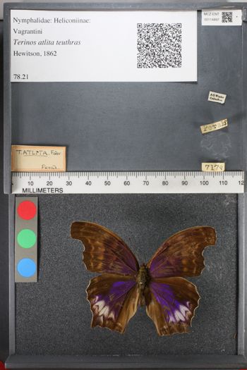 Media type: image;   Entomology 114897
